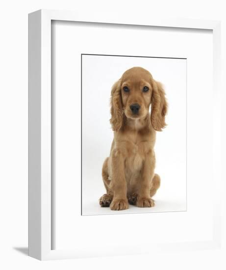 Golden Cocker Spaniel Puppy, Maizy, Sitting-Mark Taylor-Framed Photographic Print