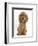 Golden Cocker Spaniel Puppy, Maizy, Sitting-Mark Taylor-Framed Photographic Print