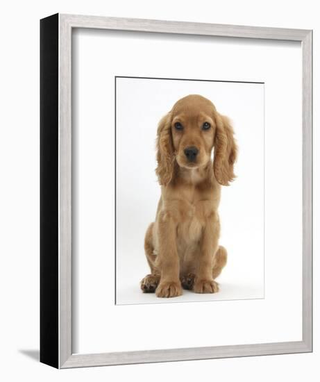 Golden Cocker Spaniel Puppy, Maizy, Sitting-Mark Taylor-Framed Photographic Print