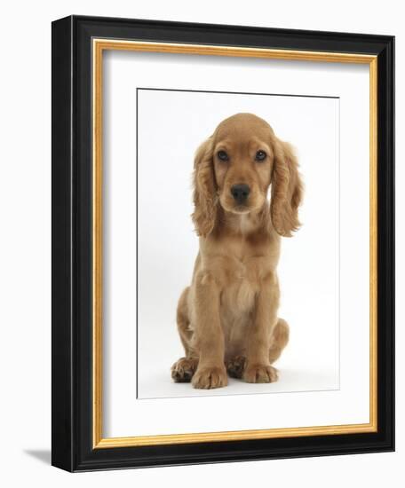 Golden Cocker Spaniel Puppy, Maizy, Sitting-Mark Taylor-Framed Photographic Print