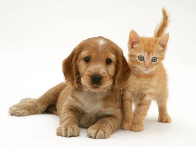 Golden Cocker Spaniel Puppy With British Shorthair Red Tabby