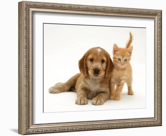 Golden Cocker Spaniel Puppy with British Shorthair Red Tabby Kitten-Jane Burton-Framed Photographic Print