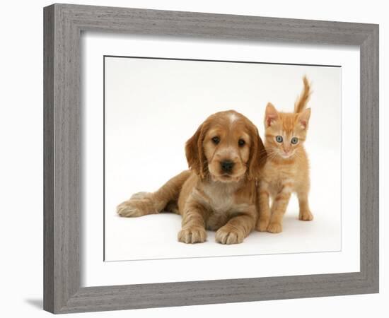 Golden Cocker Spaniel Puppy with British Shorthair Red Tabby Kitten-Jane Burton-Framed Photographic Print