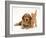 Golden Cocker Spaniel Puppy with British Shorthair Red Tabby Kitten-Jane Burton-Framed Photographic Print