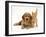 Golden Cocker Spaniel Puppy with British Shorthair Red Tabby Kitten-Jane Burton-Framed Photographic Print