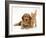 Golden Cocker Spaniel Puppy with British Shorthair Red Tabby Kitten-Jane Burton-Framed Photographic Print