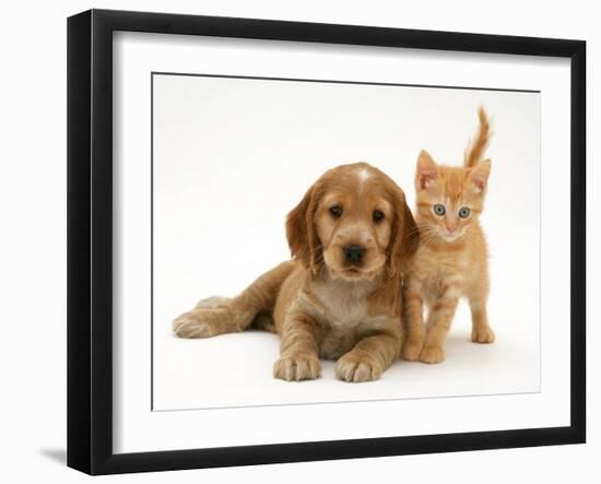 Golden Cocker Spaniel Puppy with British Shorthair Red Tabby Kitten-Jane Burton-Framed Photographic Print