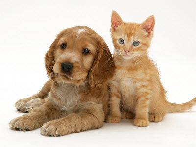 Golden Cocker Spaniel Puppy With Ginger Kitten Photographic Print