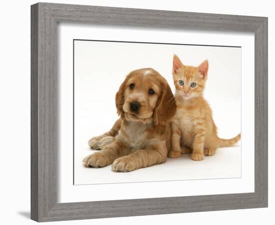 Golden Cocker Spaniel Puppy with Ginger Kitten-Jane Burton-Framed Photographic Print