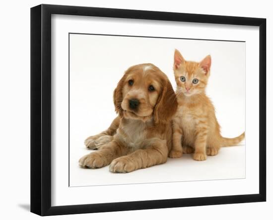 Golden Cocker Spaniel Puppy with Ginger Kitten-Jane Burton-Framed Photographic Print