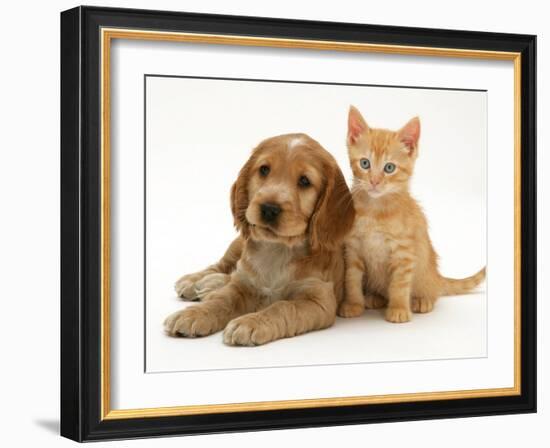 Golden Cocker Spaniel Puppy with Ginger Kitten-Jane Burton-Framed Photographic Print