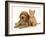 Golden Cocker Spaniel Puppy with Ginger Kitten-Jane Burton-Framed Photographic Print