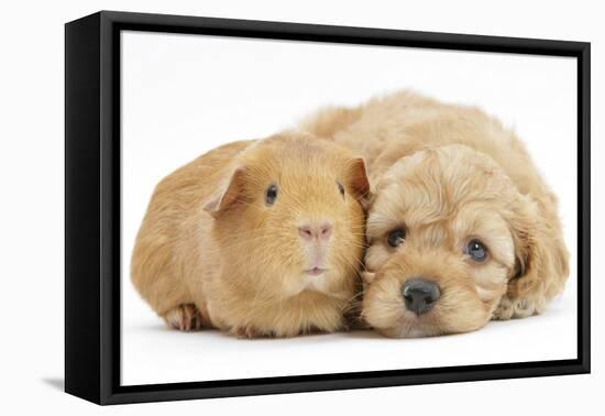Golden Cockerpoo (Cocker Spaniel X Poodle) Puppy, 6 Weeks, with Red Guinea Pig-Mark Taylor-Framed Premier Image Canvas