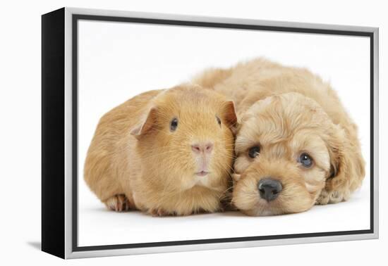 Golden Cockerpoo (Cocker Spaniel X Poodle) Puppy, 6 Weeks, with Red Guinea Pig-Mark Taylor-Framed Premier Image Canvas