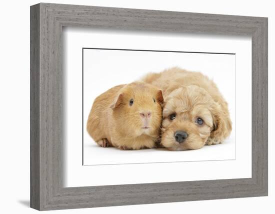 Golden Cockerpoo (Cocker Spaniel X Poodle) Puppy, 6 Weeks, with Red Guinea Pig-Mark Taylor-Framed Photographic Print