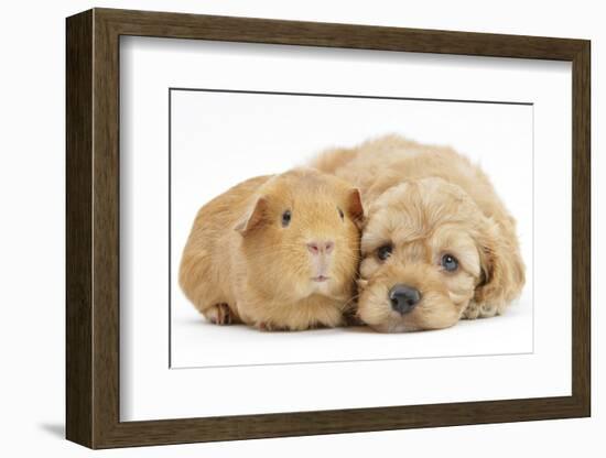 Golden Cockerpoo (Cocker Spaniel X Poodle) Puppy, 6 Weeks, with Red Guinea Pig-Mark Taylor-Framed Photographic Print