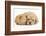 Golden Cockerpoo (Cocker Spaniel X Poodle) Puppy, 6 Weeks, with Red Guinea Pig-Mark Taylor-Framed Photographic Print