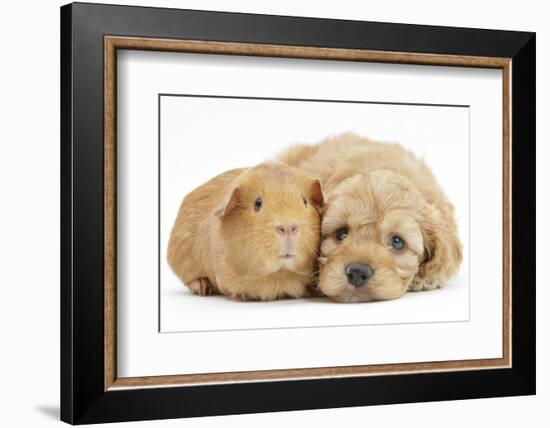 Golden Cockerpoo (Cocker Spaniel X Poodle) Puppy, 6 Weeks, with Red Guinea Pig-Mark Taylor-Framed Photographic Print