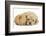 Golden Cockerpoo (Cocker Spaniel X Poodle) Puppy, 6 Weeks, with Red Guinea Pig-Mark Taylor-Framed Photographic Print