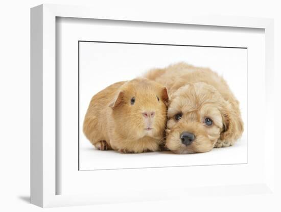 Golden Cockerpoo (Cocker Spaniel X Poodle) Puppy, 6 Weeks, with Red Guinea Pig-Mark Taylor-Framed Photographic Print