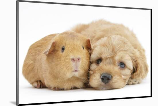 Golden Cockerpoo (Cocker Spaniel X Poodle) Puppy, 6 Weeks, with Red Guinea Pig-Mark Taylor-Mounted Photographic Print