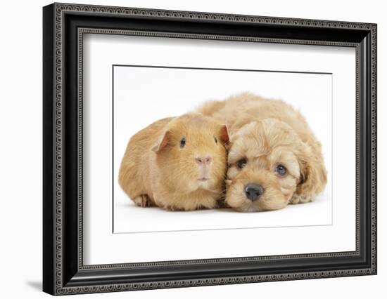 Golden Cockerpoo (Cocker Spaniel X Poodle) Puppy, 6 Weeks, with Red Guinea Pig-Mark Taylor-Framed Photographic Print