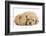 Golden Cockerpoo (Cocker Spaniel X Poodle) Puppy, 6 Weeks, with Red Guinea Pig-Mark Taylor-Framed Photographic Print