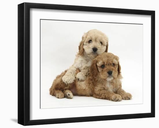 Golden Cockerpoo Puppies-Mark Taylor-Framed Photographic Print