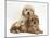 Golden Cockerpoo Puppies-Mark Taylor-Mounted Photographic Print