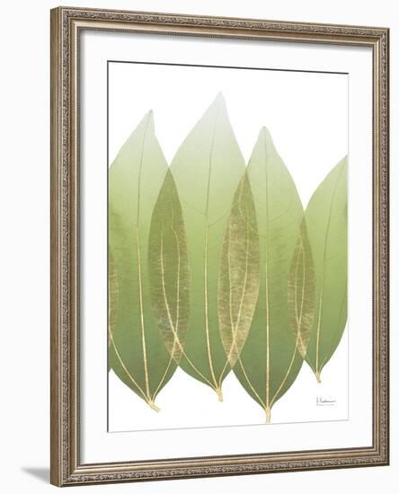 Golden Cocululs-Albert Koetsier-Framed Photo