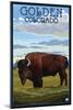 Golden, Colorado - Bison Scene-Lantern Press-Mounted Art Print