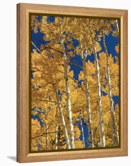 Golden Colored Aspen Trees, Coconino National Forest, Arizona-Greg Probst-Framed Premier Image Canvas