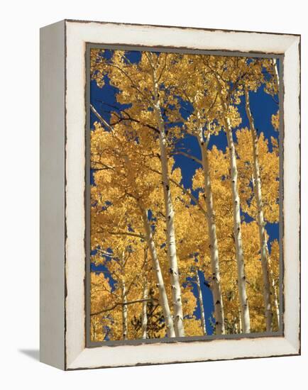 Golden Colored Aspen Trees, Coconino National Forest, Arizona-Greg Probst-Framed Premier Image Canvas