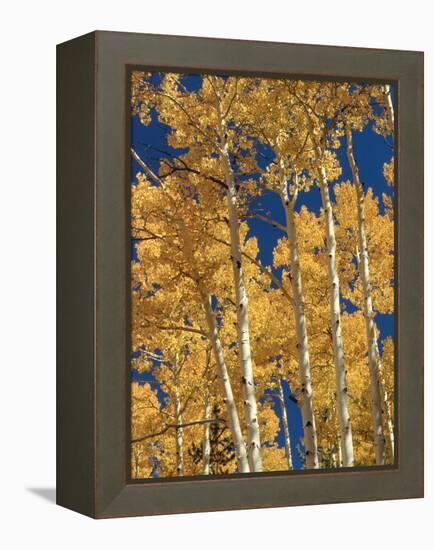 Golden Colored Aspen Trees, Coconino National Forest, Arizona-Greg Probst-Framed Premier Image Canvas