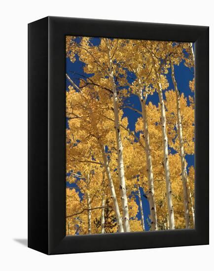 Golden Colored Aspen Trees, Coconino National Forest, Arizona-Greg Probst-Framed Premier Image Canvas