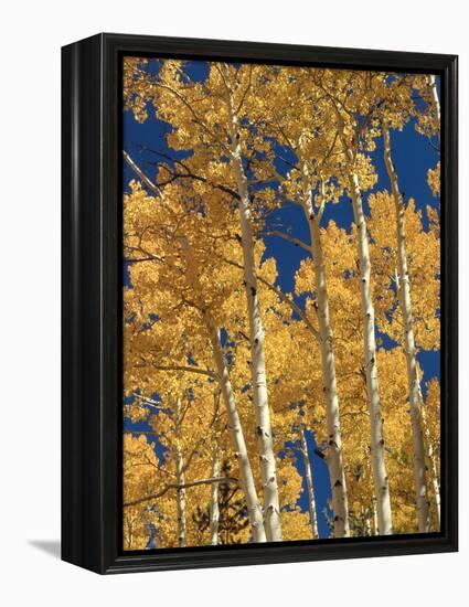 Golden Colored Aspen Trees, Coconino National Forest, Arizona-Greg Probst-Framed Premier Image Canvas