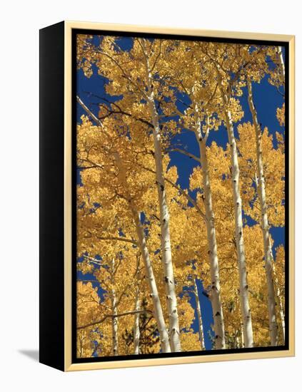 Golden Colored Aspen Trees, Coconino National Forest, Arizona-Greg Probst-Framed Premier Image Canvas