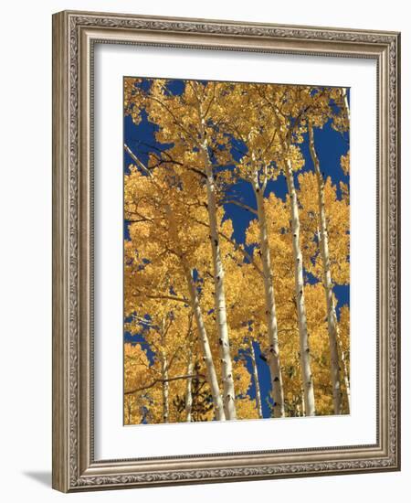 Golden Colored Aspen Trees, Coconino National Forest, Arizona-Greg Probst-Framed Photographic Print