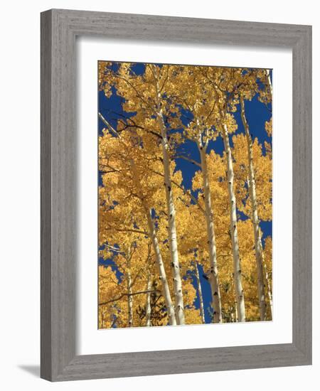 Golden Colored Aspen Trees, Coconino National Forest, Arizona-Greg Probst-Framed Photographic Print