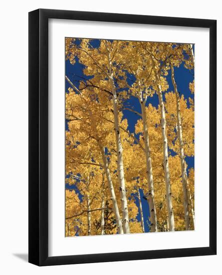 Golden Colored Aspen Trees, Coconino National Forest, Arizona-Greg Probst-Framed Photographic Print