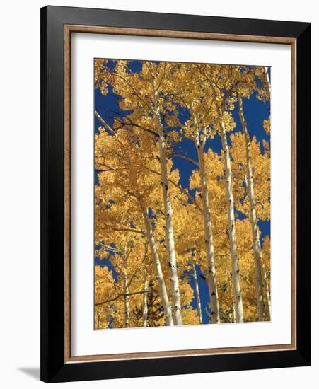 Golden Colored Aspen Trees, Coconino National Forest, Arizona-Greg Probst-Framed Photographic Print