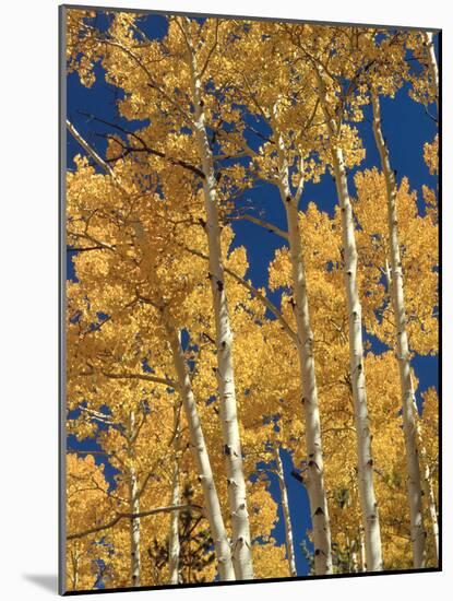 Golden Colored Aspen Trees, Coconino National Forest, Arizona-Greg Probst-Mounted Photographic Print