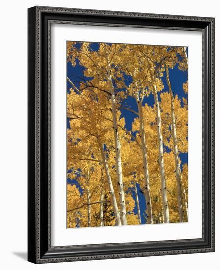 Golden Colored Aspen Trees, Coconino National Forest, Arizona-Greg Probst-Framed Photographic Print