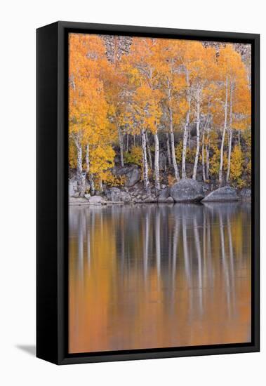 Golden Coloured Fall Foliage and Reflections on the Shores of Intake 2 Lake in the Eastern Sierras-Adam Burton-Framed Premier Image Canvas