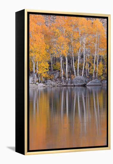 Golden Coloured Fall Foliage and Reflections on the Shores of Intake 2 Lake in the Eastern Sierras-Adam Burton-Framed Premier Image Canvas