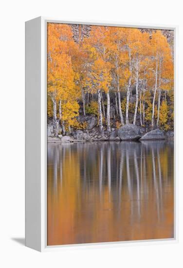 Golden Coloured Fall Foliage and Reflections on the Shores of Intake 2 Lake in the Eastern Sierras-Adam Burton-Framed Premier Image Canvas