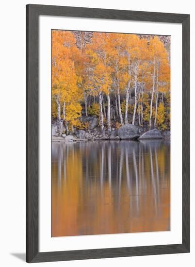 Golden Coloured Fall Foliage and Reflections on the Shores of Intake 2 Lake in the Eastern Sierras-Adam Burton-Framed Photographic Print