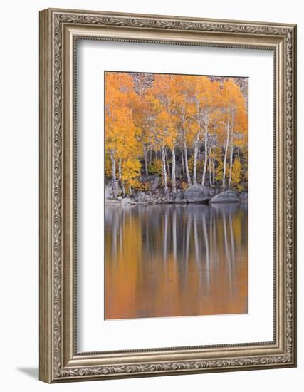 Golden Coloured Fall Foliage and Reflections on the Shores of Intake 2 Lake in the Eastern Sierras-Adam Burton-Framed Photographic Print