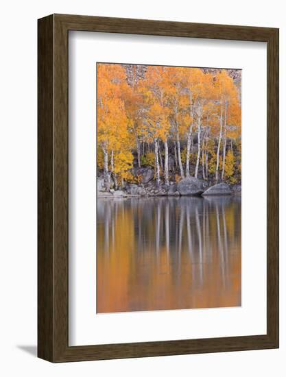 Golden Coloured Fall Foliage and Reflections on the Shores of Intake 2 Lake in the Eastern Sierras-Adam Burton-Framed Photographic Print