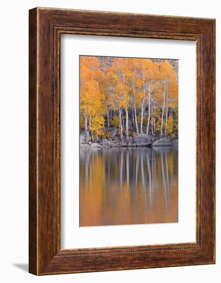 Golden Coloured Fall Foliage and Reflections on the Shores of Intake 2 Lake in the Eastern Sierras-Adam Burton-Framed Photographic Print